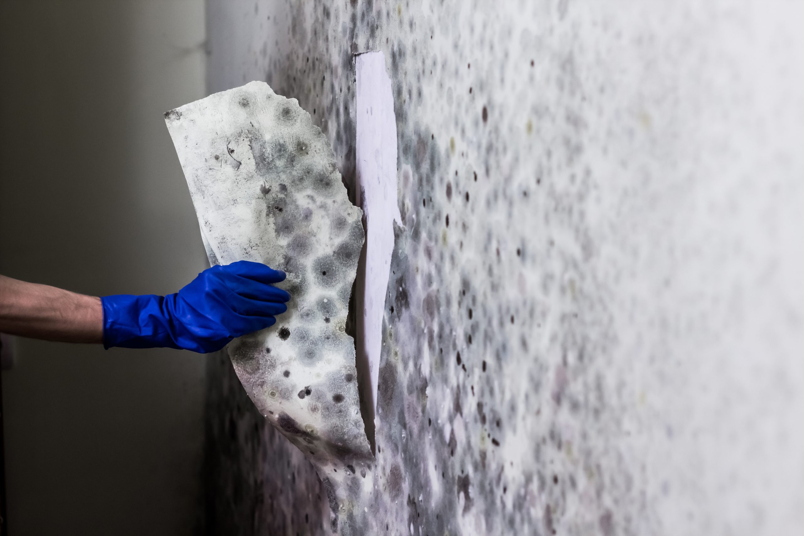 Mold Assessments